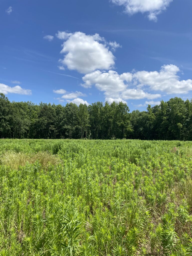 LIVE on FRESH Farmland in Wilson, NC.